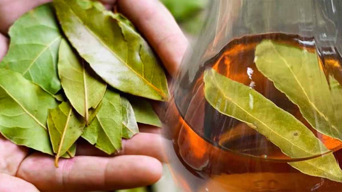 Bay Laurel a Ocot: Zázračný tip, ktorý vyrieši váš najväčší problém doma