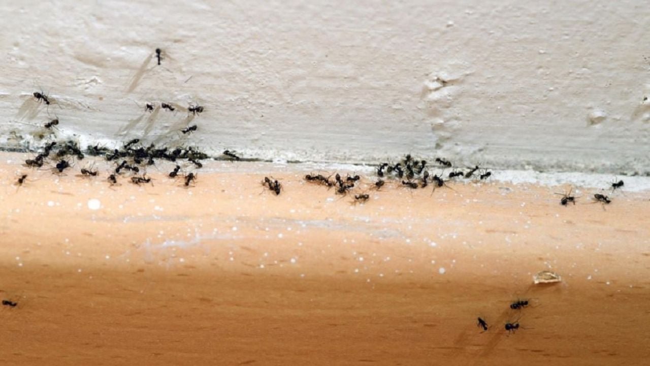 Ak máte doma veľa mravcov, prekvapte sa tým, že Feng Shui odhaľuje energiu